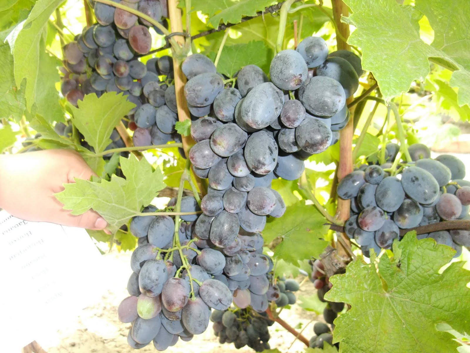 Сорт винограда Мариновский